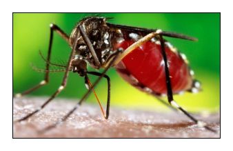 A Zika-vírus hatalmas egészségügyi kockázat, de hallottatok már a foszforállkapocsról is?