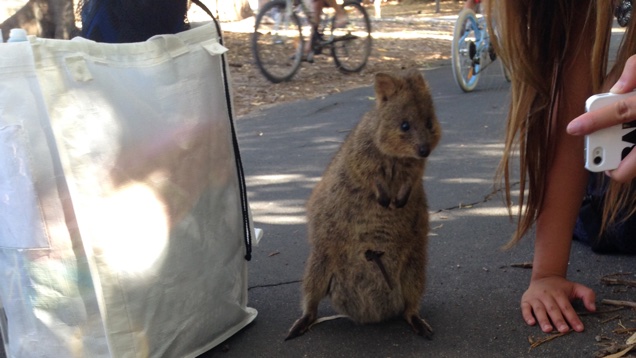 Illustration for article titled Annyi szelfibotos quokkaszelfizőt láttam, hogy csak na
