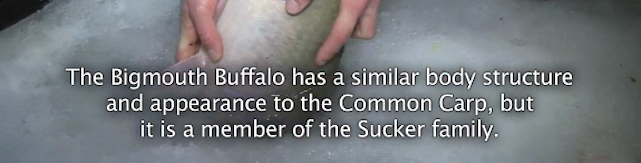 Illustration for article titled Lékhorgászat közben kifogták Molnár B. Tamás rémálmát