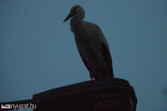 Megjött az első gólya Szombathelyre