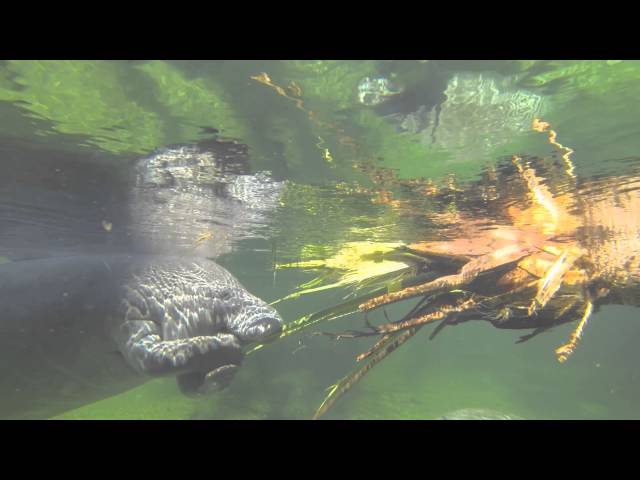 Magyar filmes rögzítette először a tengeritehén-alligátor-csókot