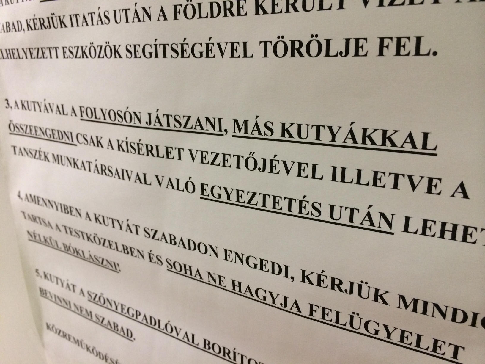 Illustration for article titled Tényleg ilyen hülyék lennének a kutyák?