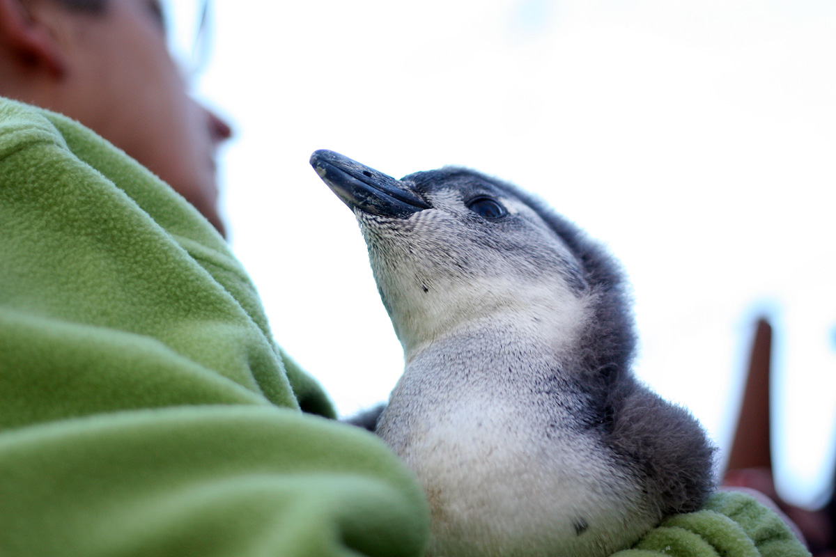 Illustration for article titled Kis híján bokán lőtt egy afrikai pingvin!