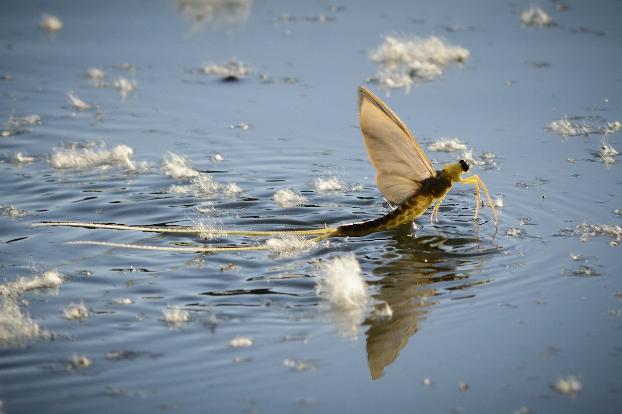 Ez nektek egy tiszavirág
