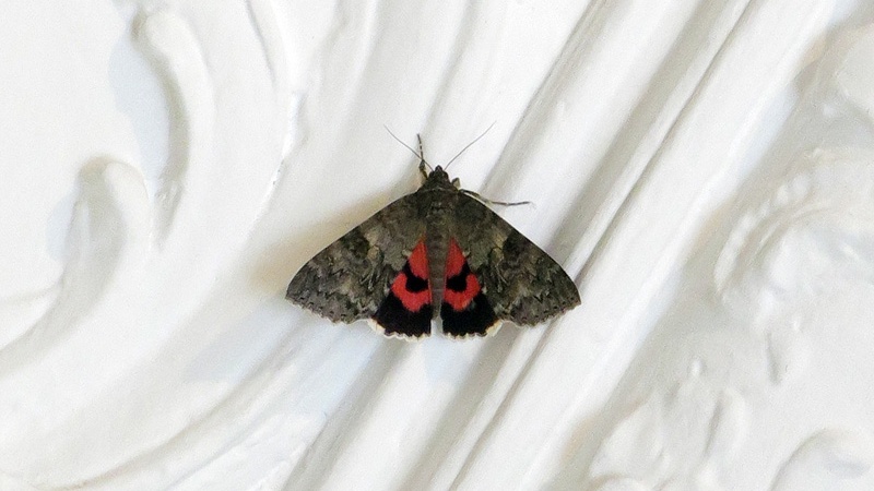 Óriáslepke pihen a Cink szerkesztőségében!