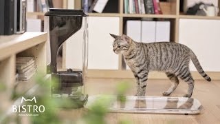 Te se szereted a dagadt macskákat? Itt a megoldás!