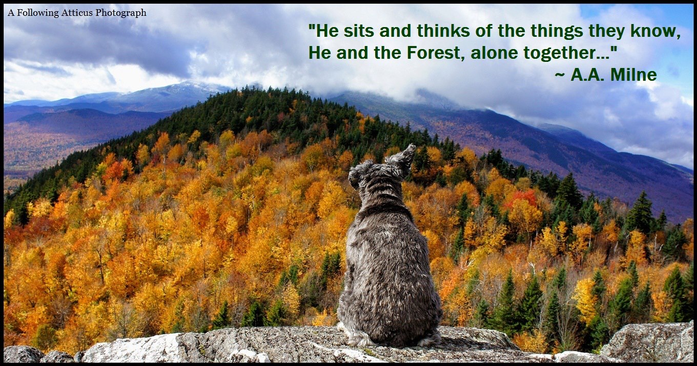 Illustration for article titled Másztatok már hegyet kutyussal? És egy tél alatt 48 hegycsúcsot?