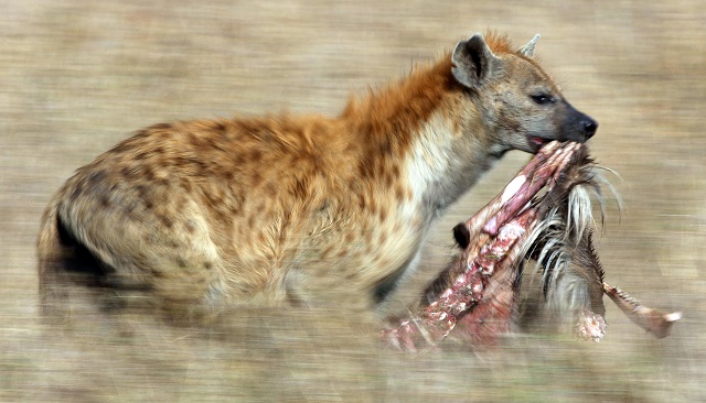 Kacagj velem, hiéna!