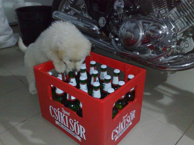 Székelyföld mégis létezik? A Heineken berezelt és meghunyászkodott