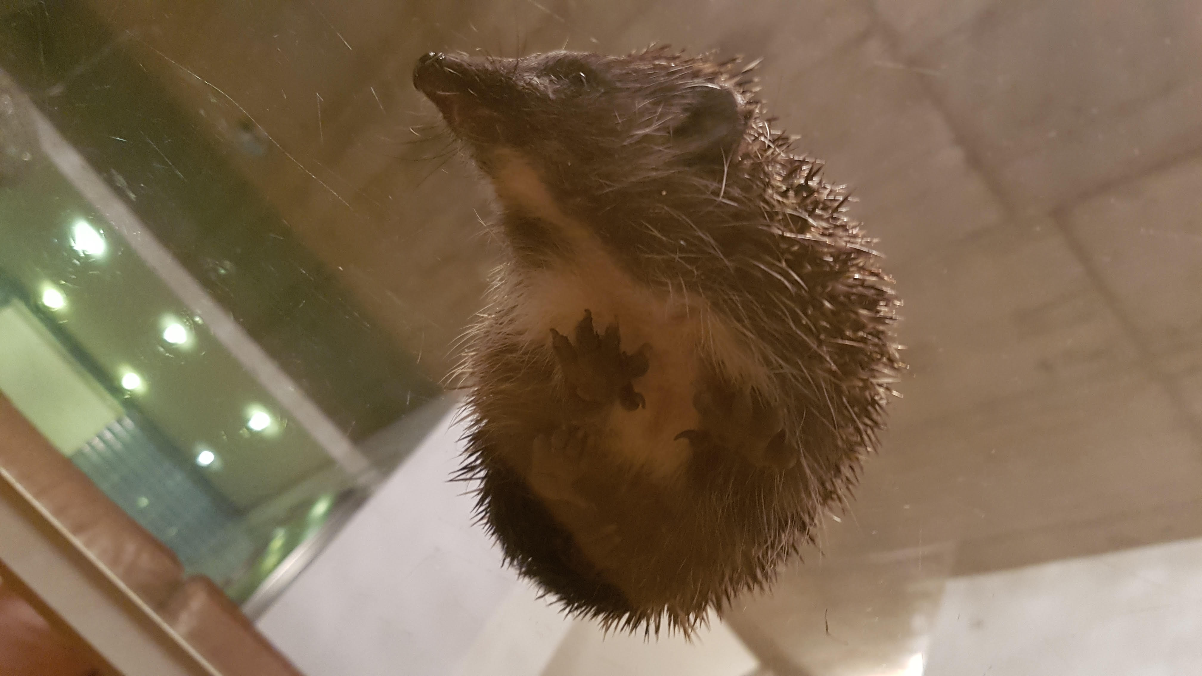 Illustration for article titled Gábor szabadságra ment.