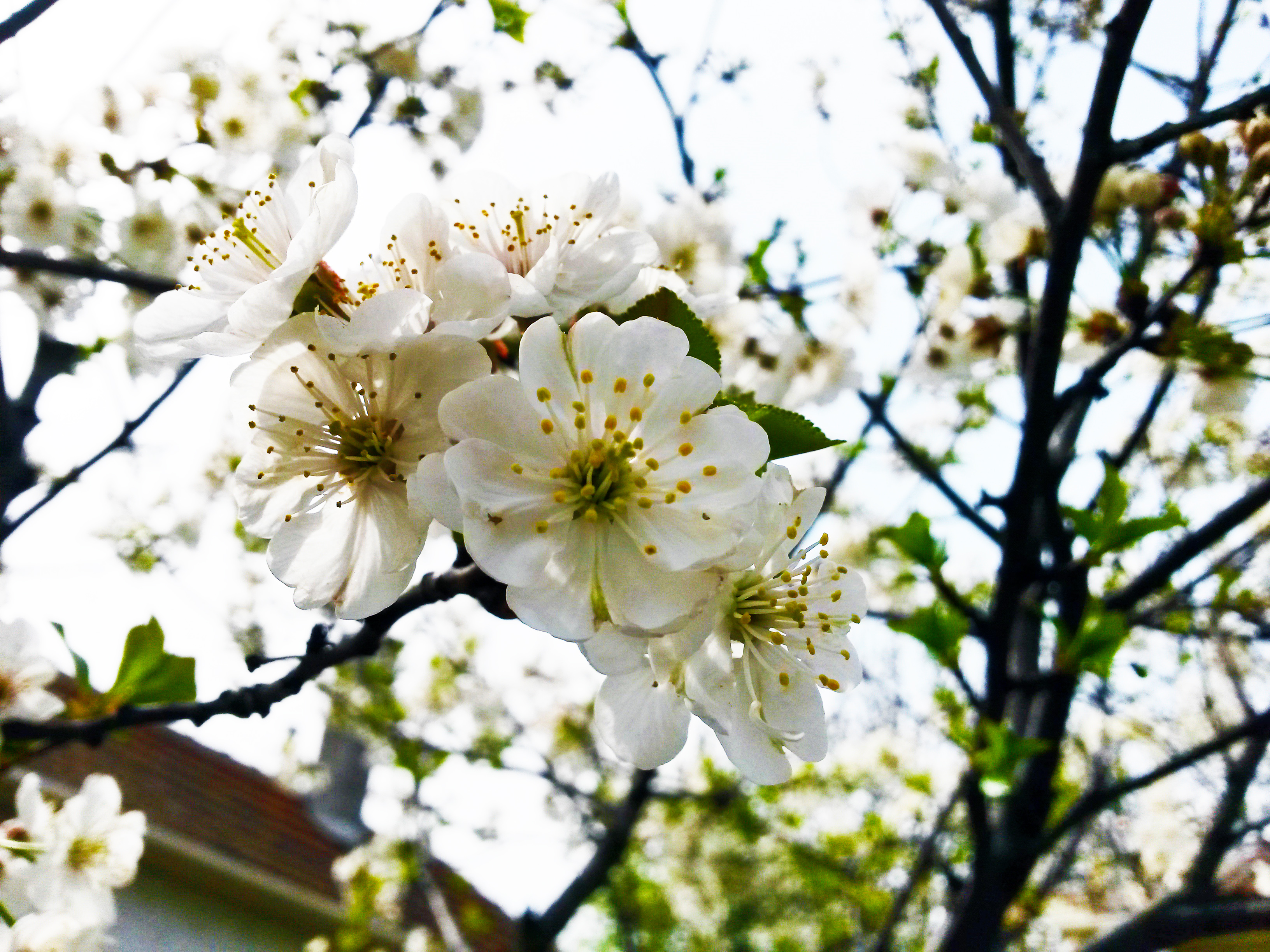 Illustration for article titled Virágok összefogása a vörös rózsák ellen