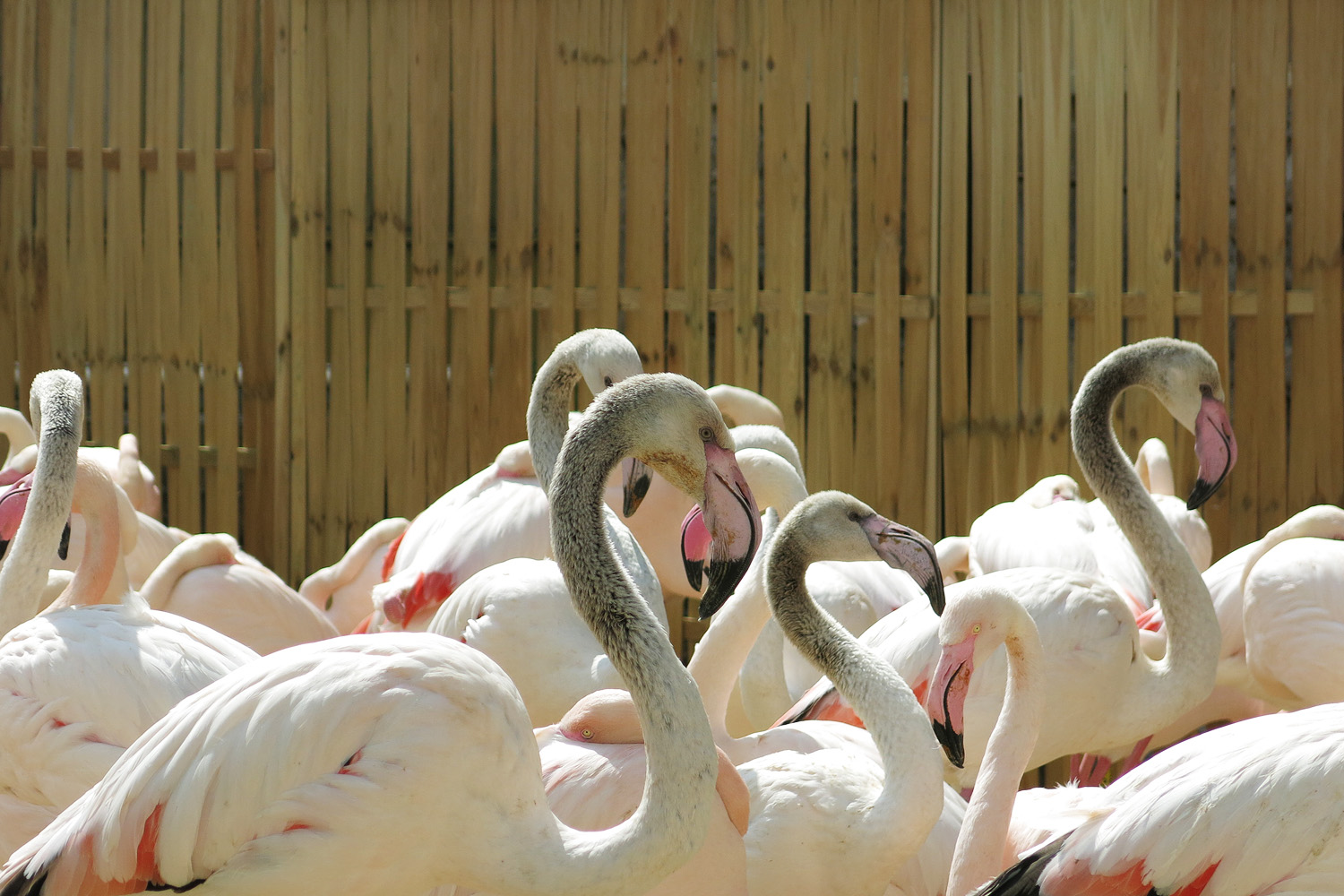 Illustration for article titled Így robbant le a hullámvasút a Vidámpark újranyitóján