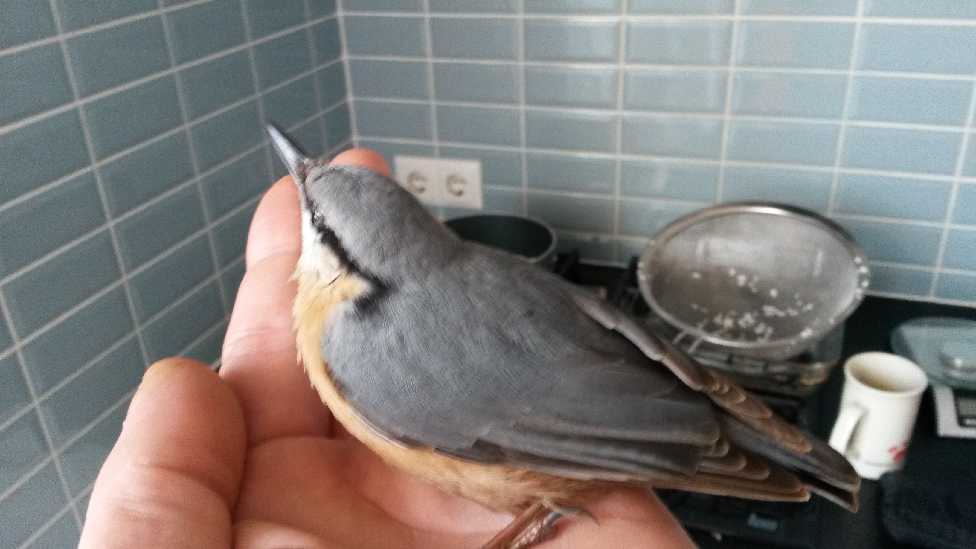 Illustration for article titled A madáretetőről