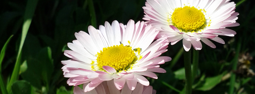 Illustration for article titled Virágok összefogása a vörös rózsák ellen