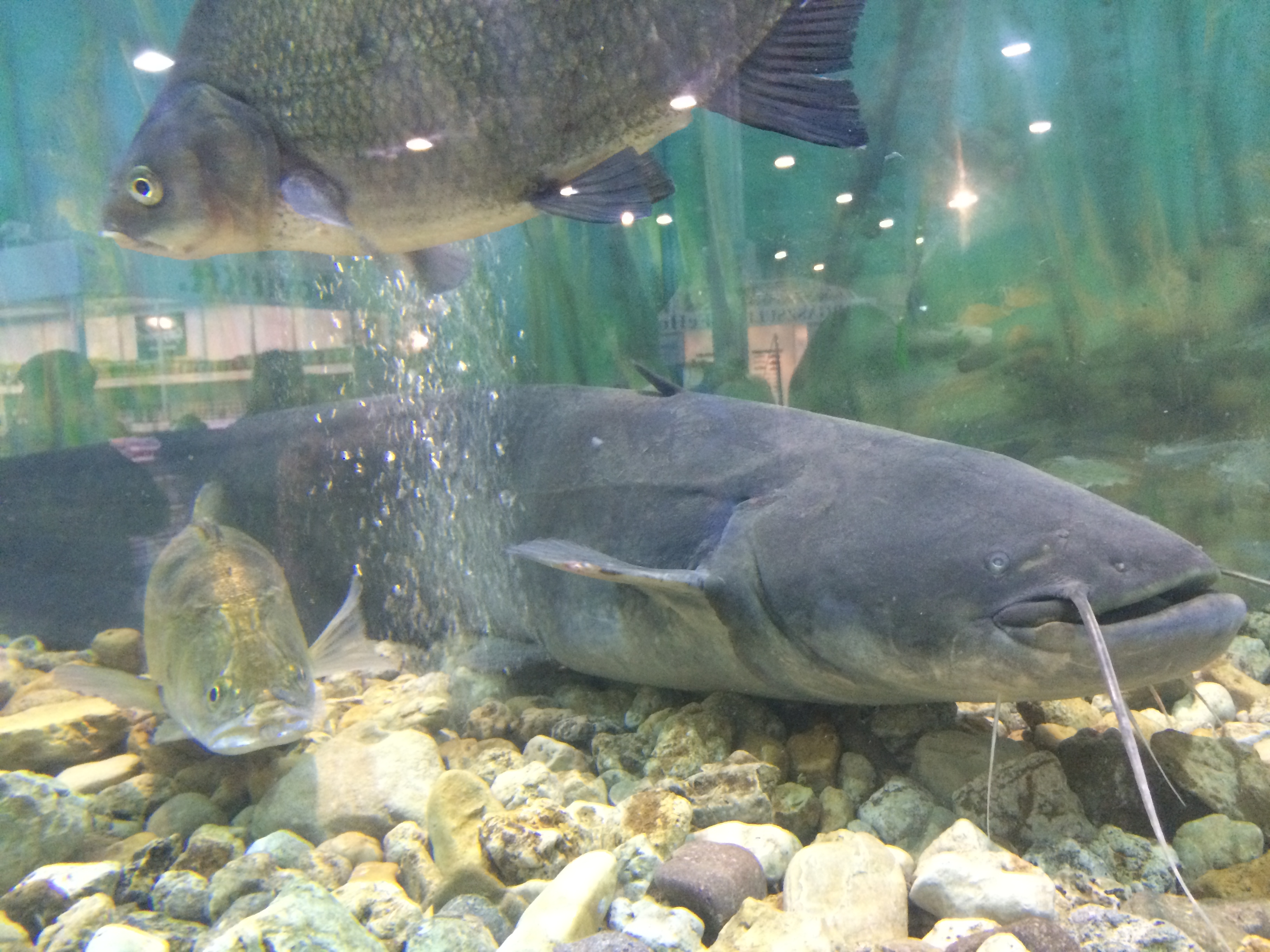 Illustration for article titled Így buliznak döglött állatokkal az ország legidiótábban öltözött emberei