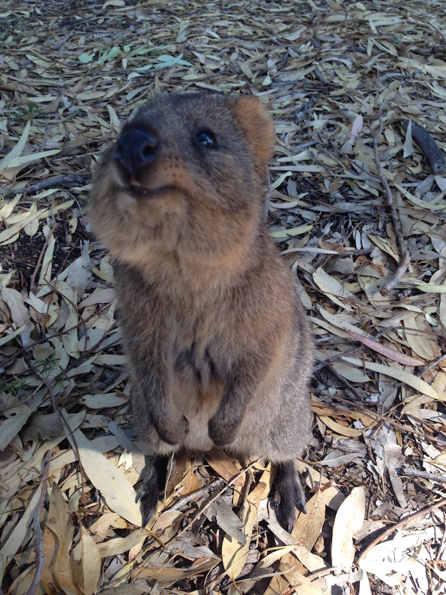 Illustration for article titled Annyi szelfibotos quokkaszelfizőt láttam, hogy csak na