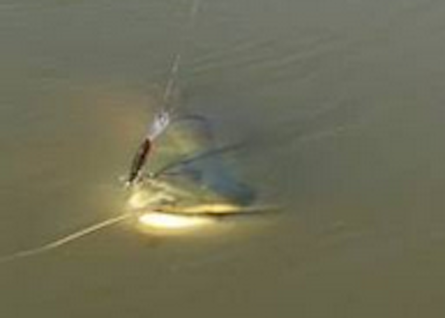 Illustration for article titled Világrekord pergetett harcsát fogtak a Pón