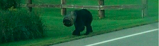 Megjelent egy tökéletes cikk. De komolyan!