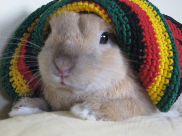 Illustration for article titled Politikonc#12