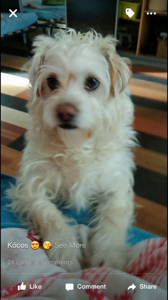 Illustration for article titled Bajban az állatmentő