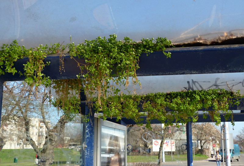 Tavaszi csoda Újpesten: kivirágzott a buszmegálló