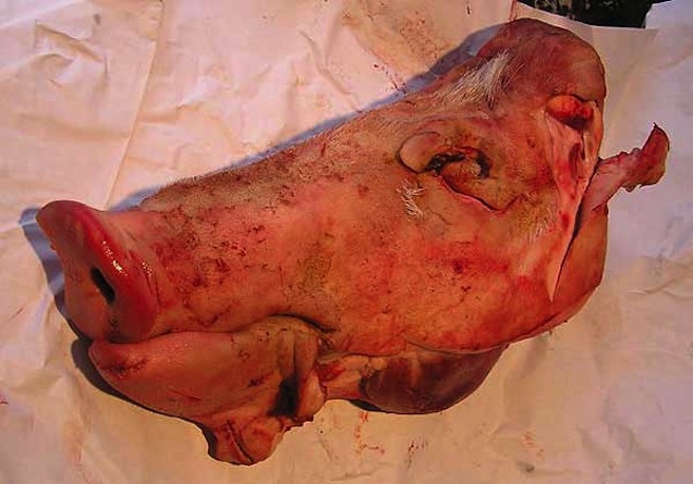 TÉNYLEG a legkirályabb szórakozás a jobbágyozó libsiket ugratni