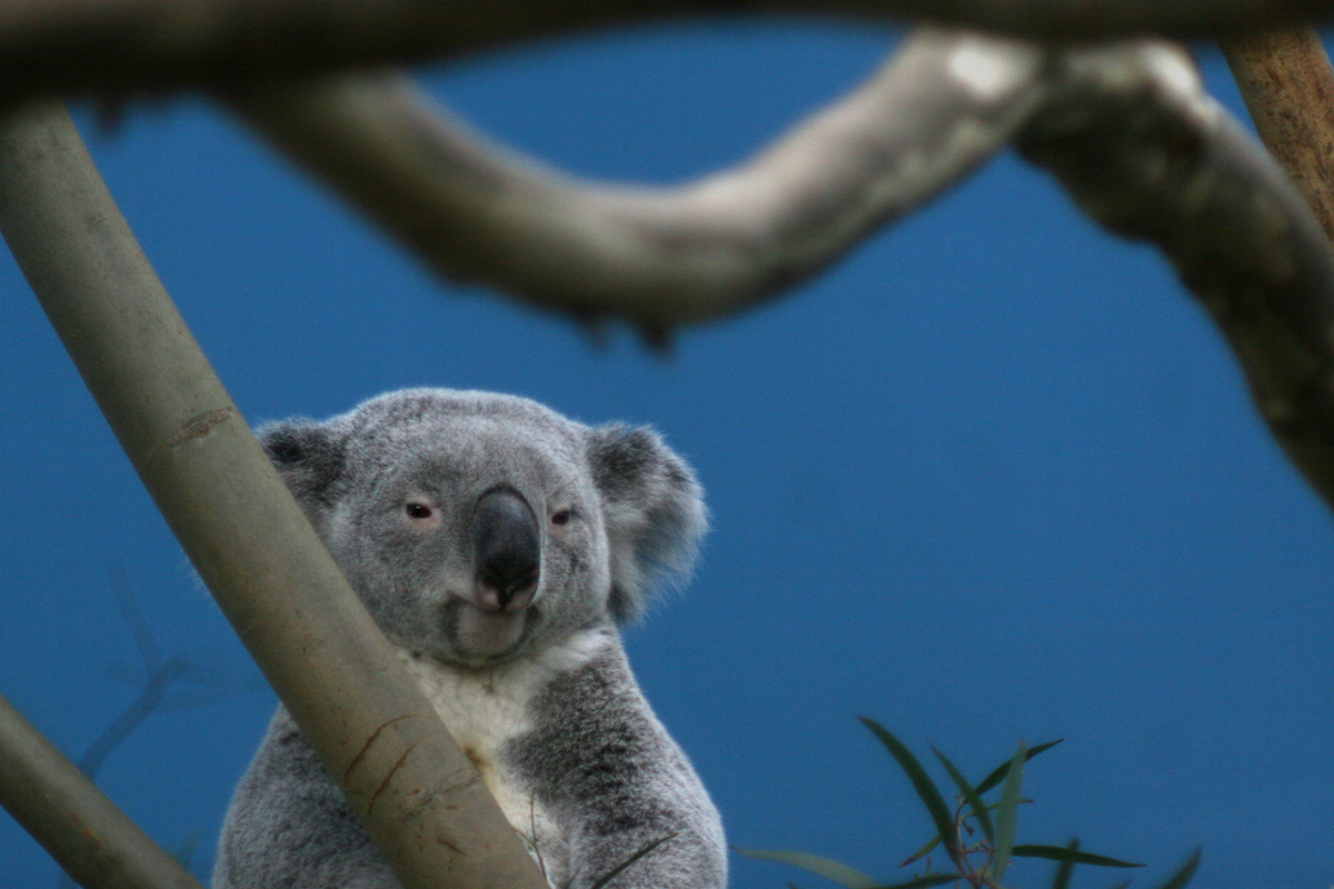 Illustration for article titled Hogy nyomult rá L. Simon László a koalára