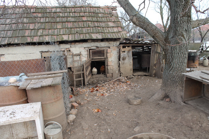 Illustration for article titled Csirkefejek a porban