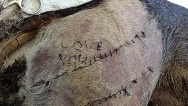 Ilyen csúfságot tett szegény kutyával a szerelmes állatorvos-palánta