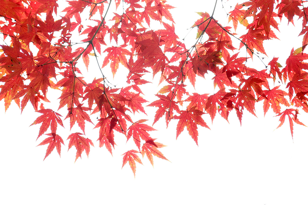 Illustration for article titled A legszebb dolog, amit József nádornak köszönhetünk