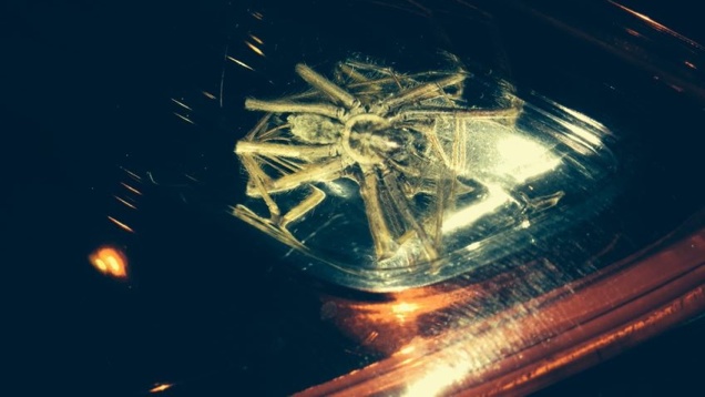 Óriáspók a fényszóróban, ismétlem, óriáspók a fényszóróban