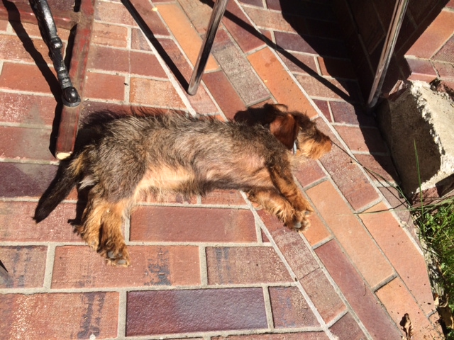 Illustration for article titled És a te kutyád mit csinál a róla elnevezett melegben?