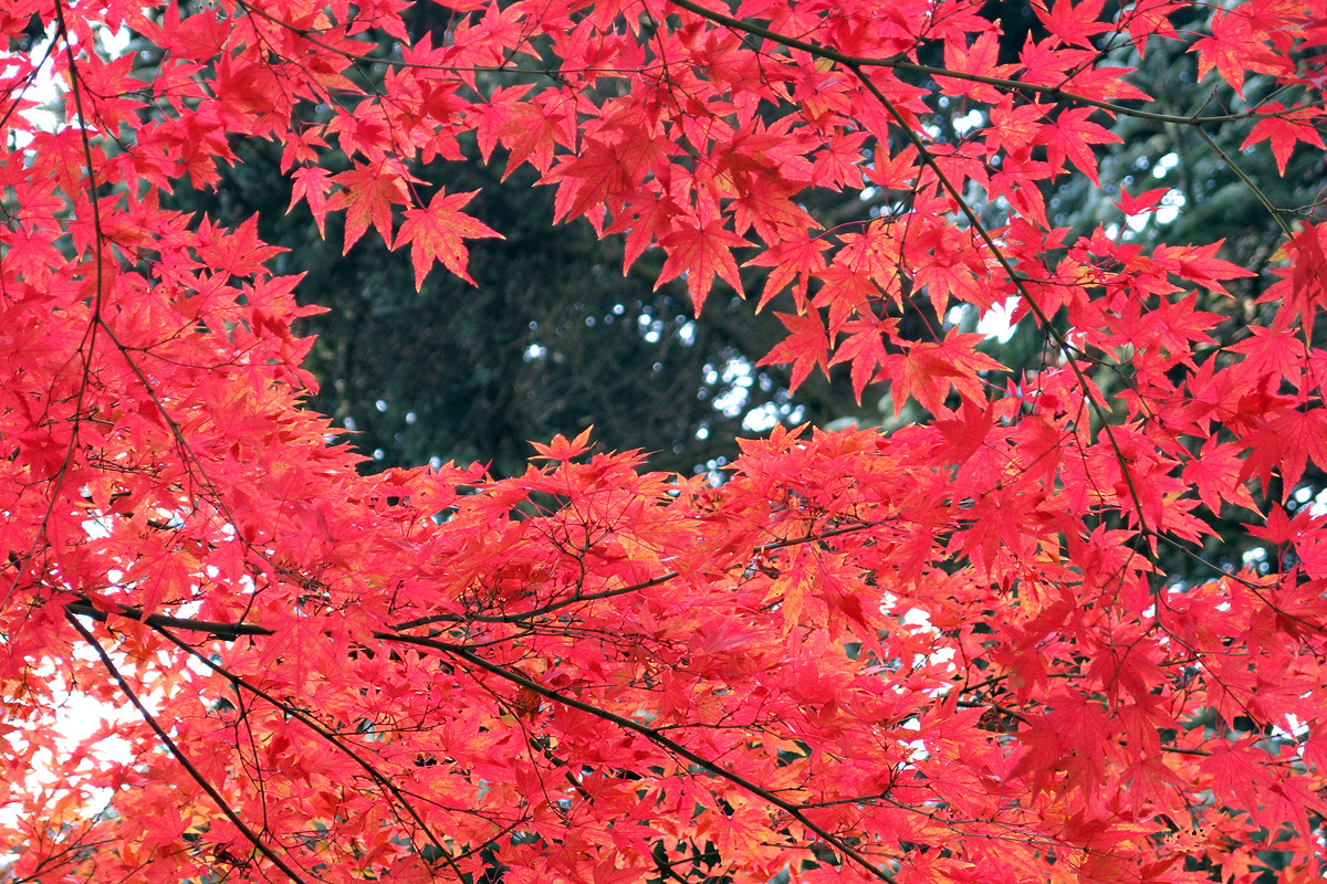 Illustration for article titled A legszebb dolog, amit József nádornak köszönhetünk