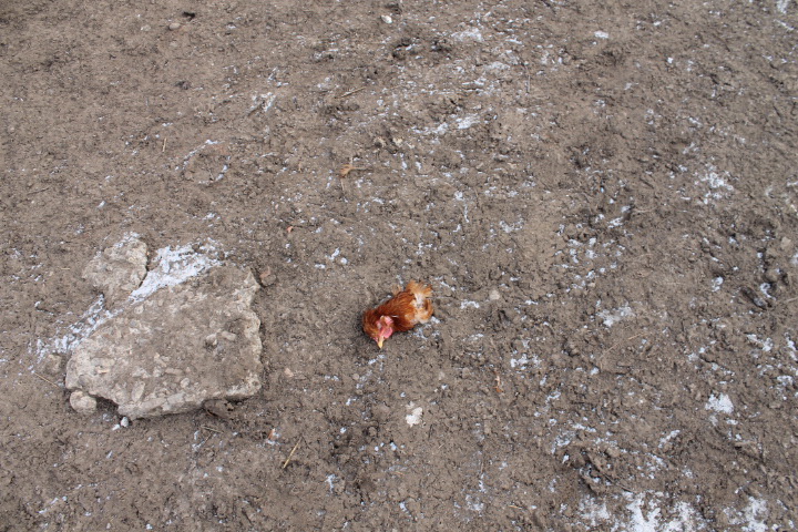 Illustration for article titled Csirkefejek a porban