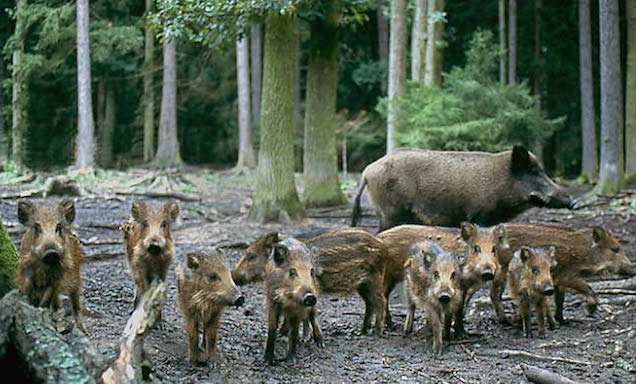 Két! Vaddisznó! Szabadon! Kószál!