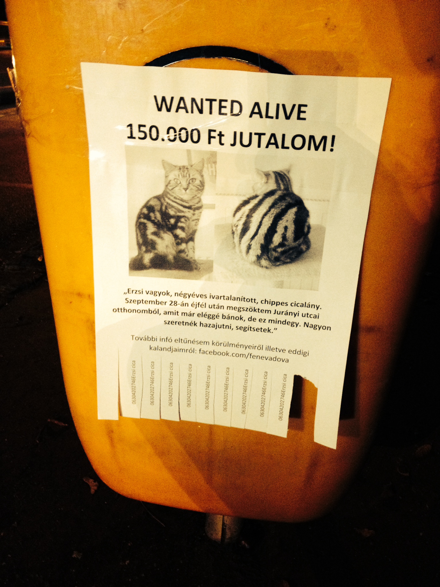 A Rózsadombon keresik az ország legdrágább macskáját