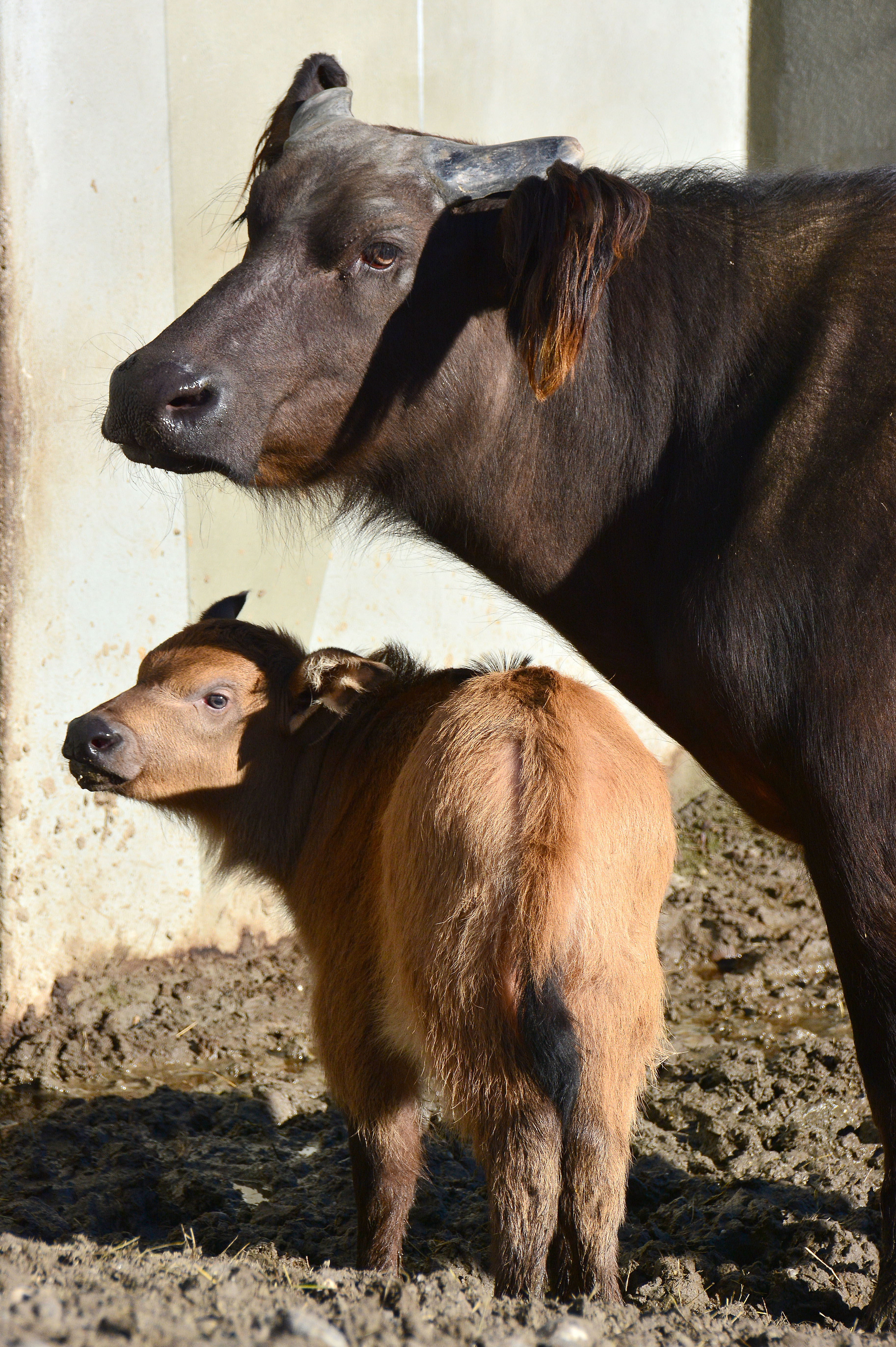Illustration for article titled Tejbegríz ismerkedik a kifutóval