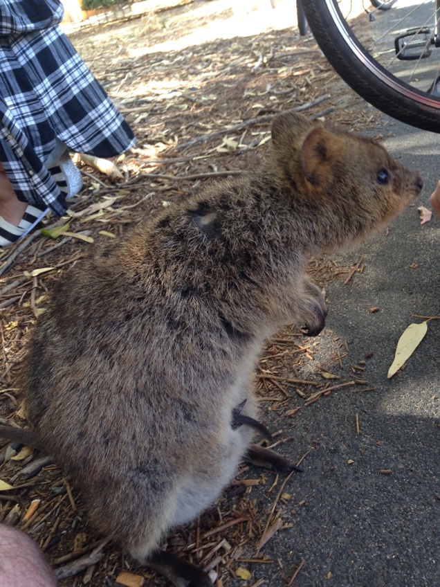 Illustration for article titled Annyi szelfibotos quokkaszelfizőt láttam, hogy csak na