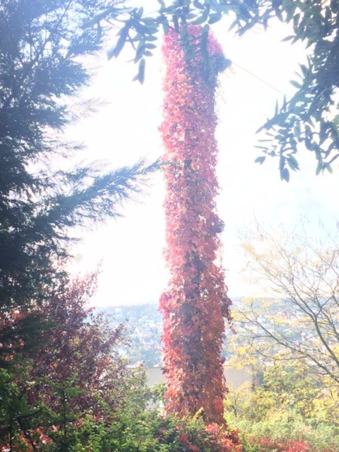 Megtaláltam a világ legromantikusabb villanyoszlopát