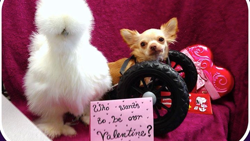 A Tolókocsis Csivava és a Túl Pelyhes Csirke tényleg jóbarátok