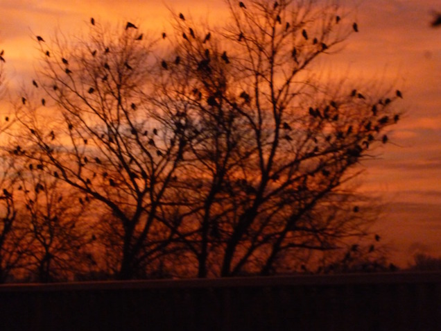 Láttátok már a varjakat?