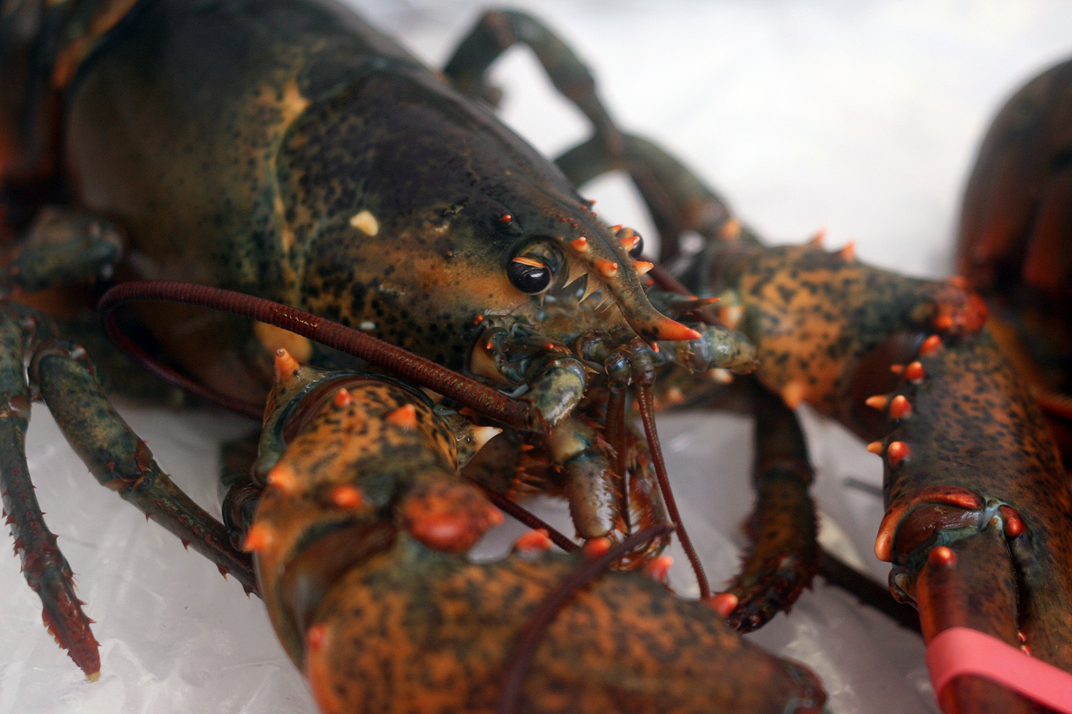 Illustration for article titled Egy ember 22 ezerért vett egy homárt, és befalta hidegen, műanyag tányérról