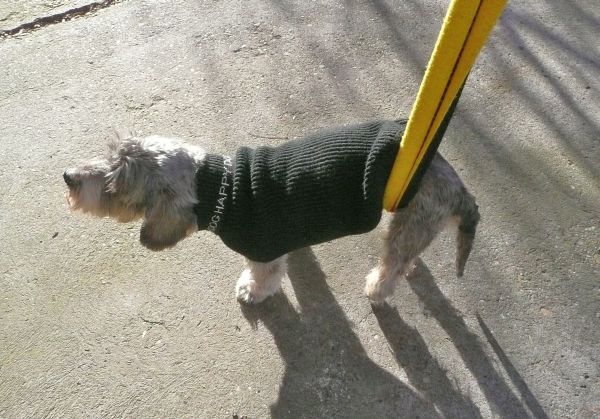 Illustration for article titled Hátsókerék meghajtású Zsombi