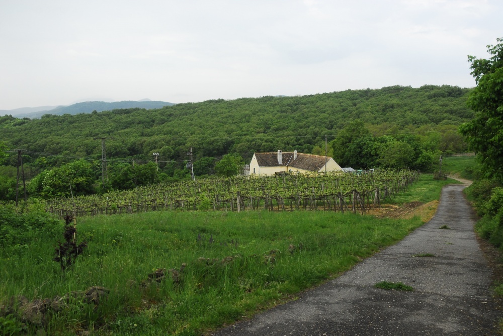 A megszűnés szélére sodródott az ország egyik legérdekesebb borászata