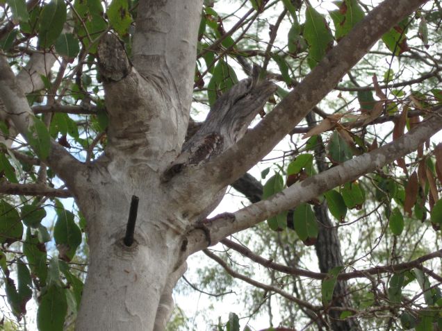 Illustration for article titled Megtalálod a rejtőzködő állatokat?