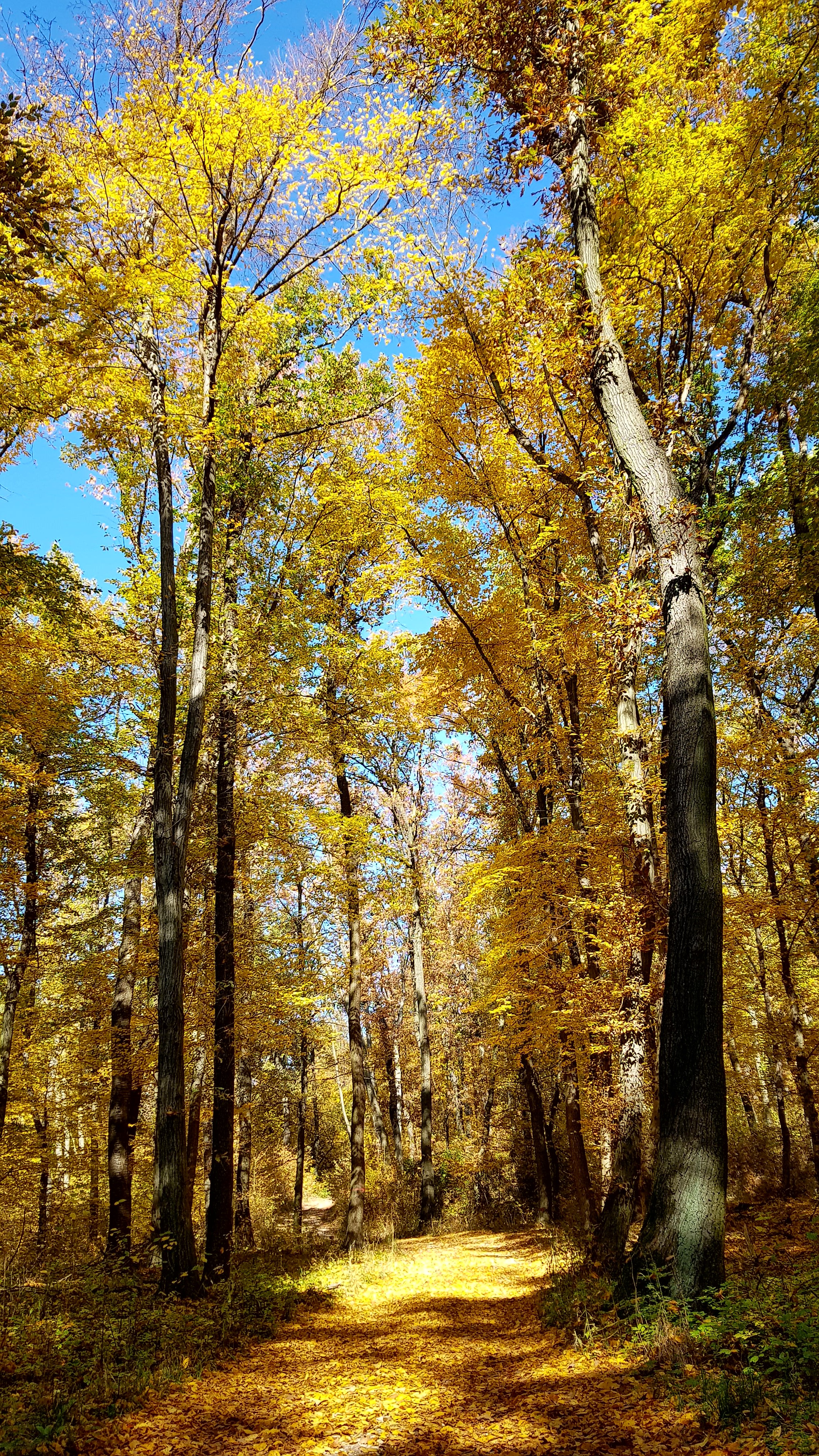 Időjárásjelentés