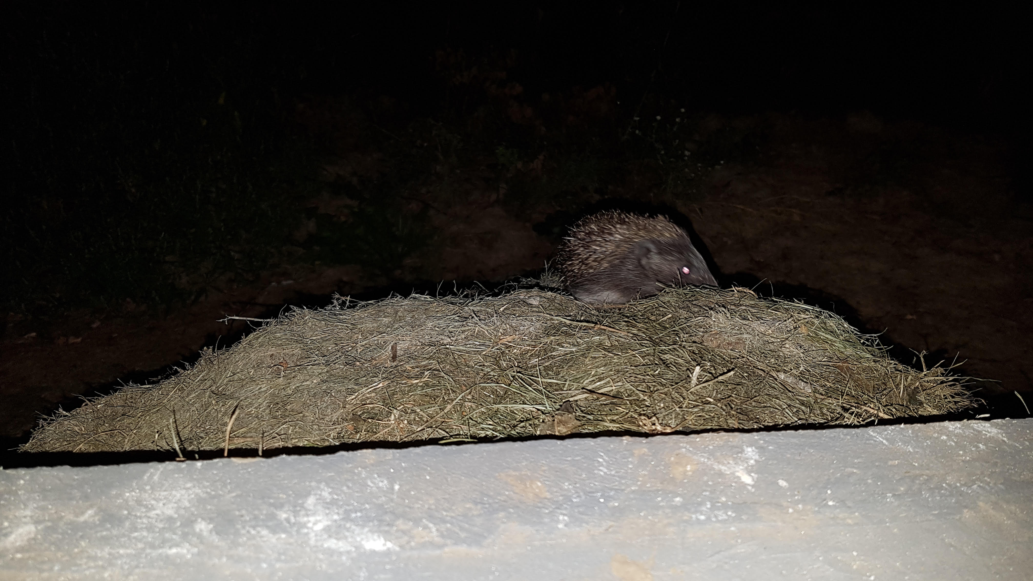 Az utolsó kép, ami Gáborról készült. Naná, hogy homályos lett.