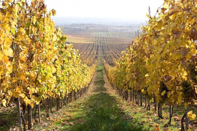 Tokaj – gondoltátok volna, hogy luxusmárkát építeni rendkívül nehéz?