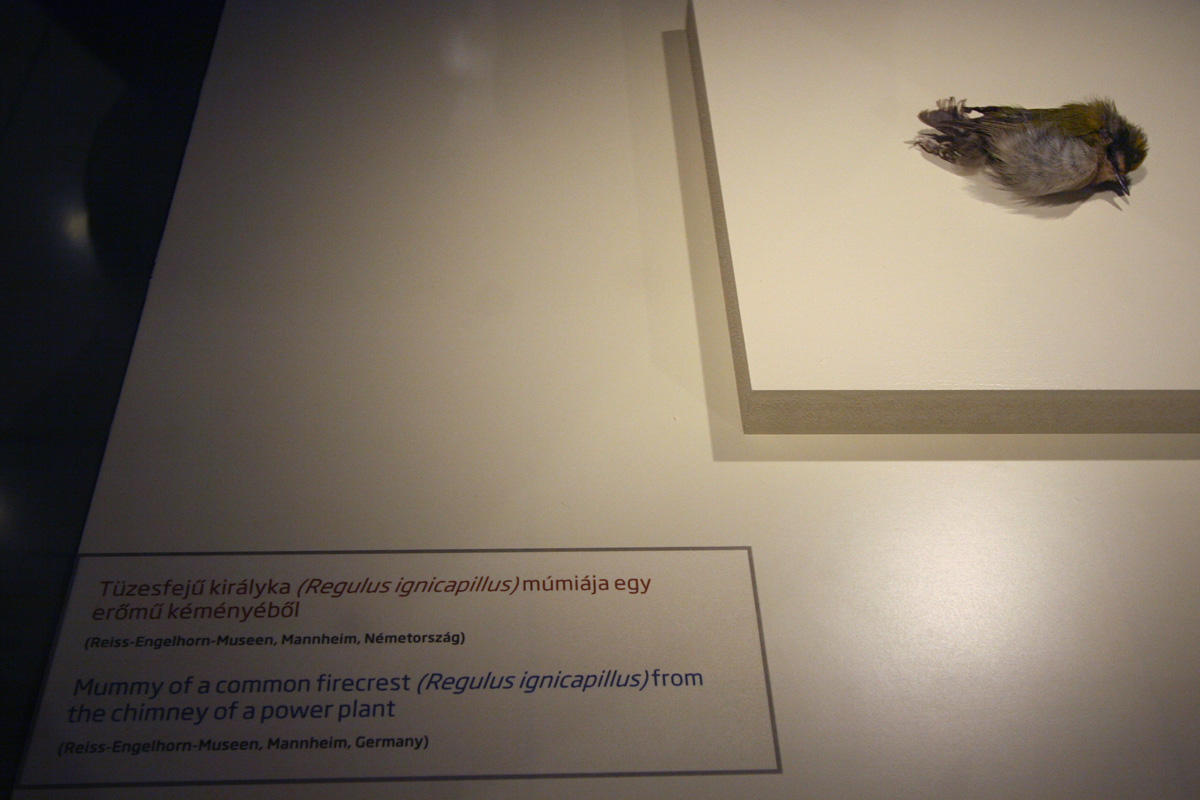 Illustration for article titled Hogy Sándor Terézia vámpír lett volna? Ugyan már!