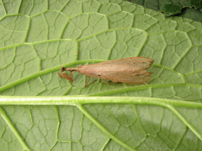 Illustration for article titled Sosem látott ájtatos manót találtak az afrikai dzsungelben